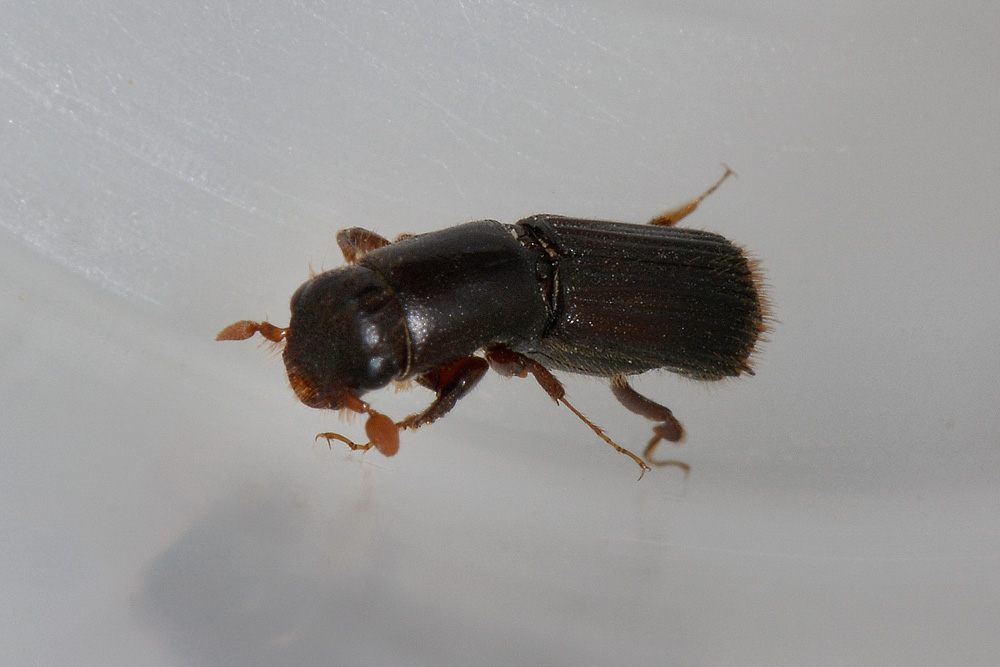 Platypus cylindrus (Curculionidae)